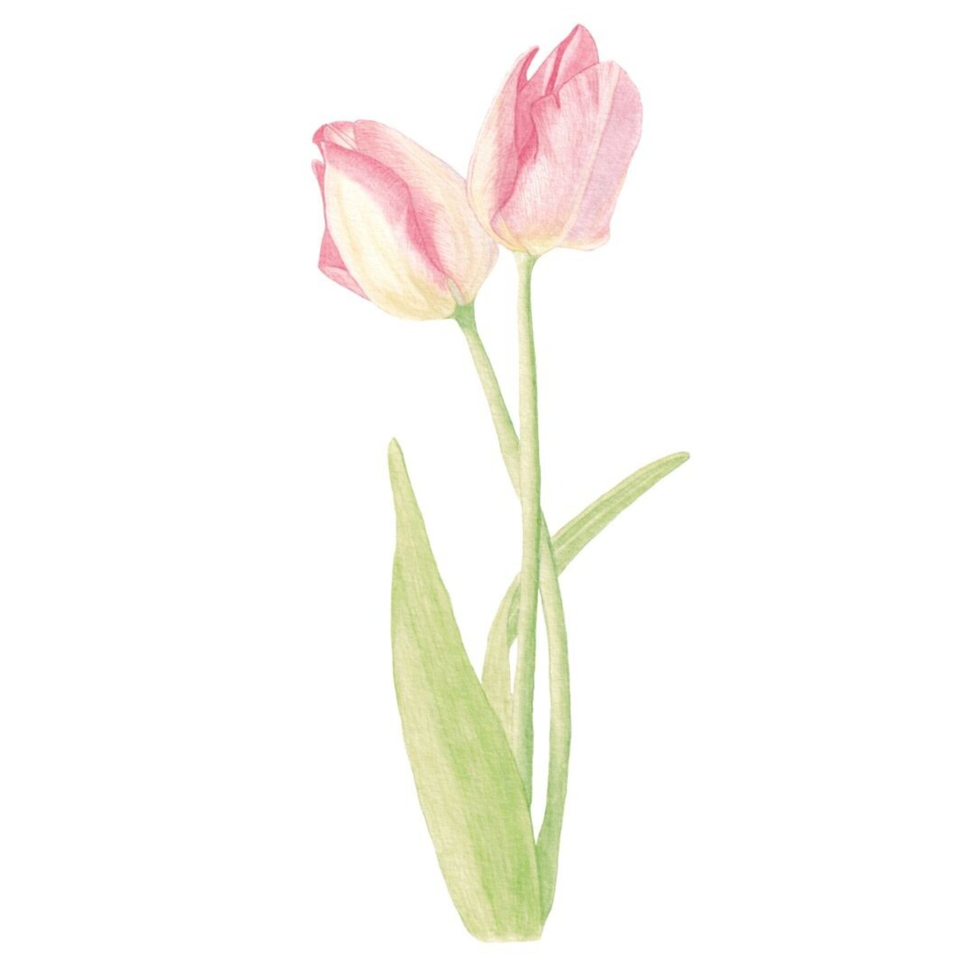 LÁMINA ACUARELA BOTÁNICA TULIPANES - 9