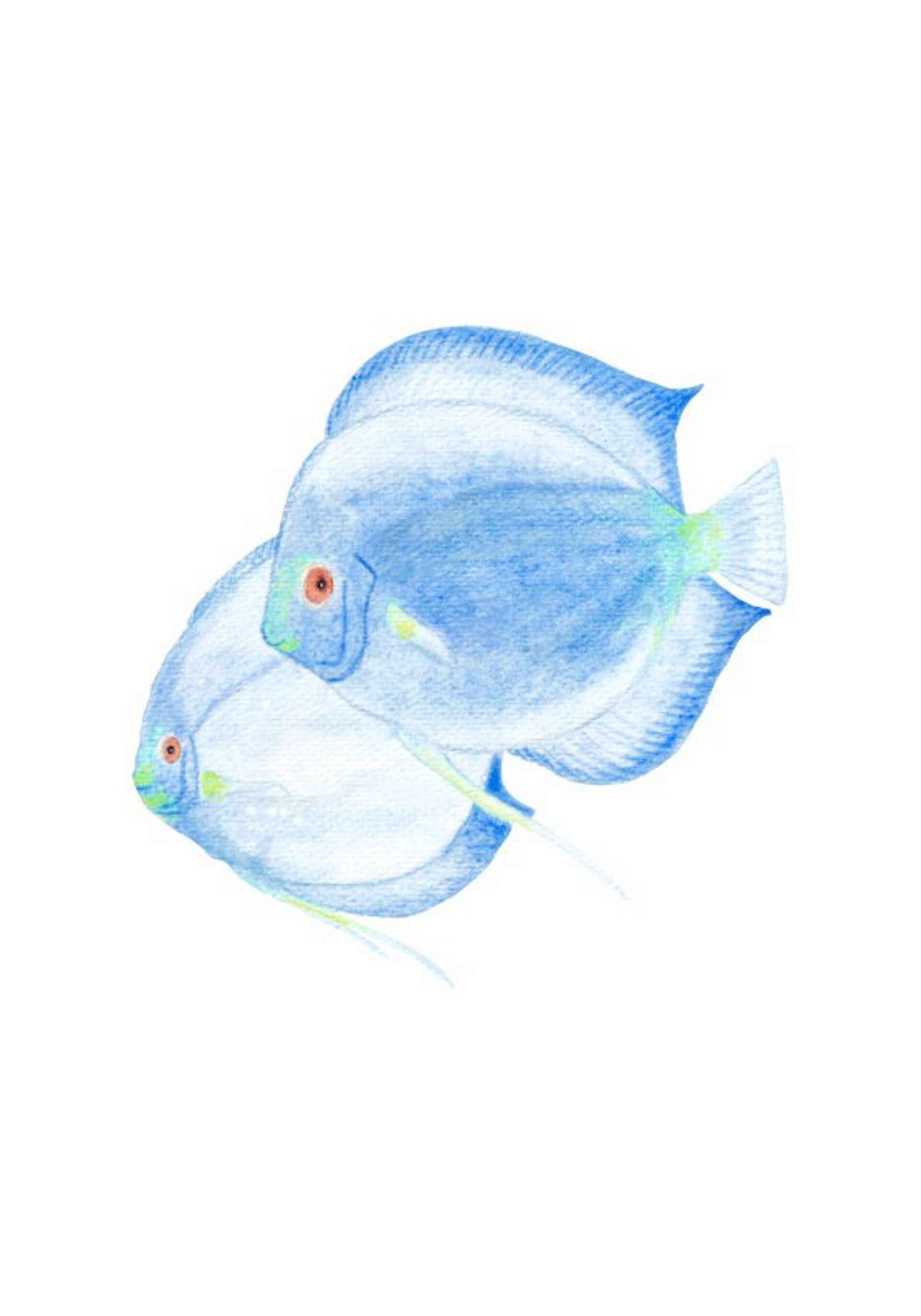 LÁMINA ACUARELA PECES AZULES - 9