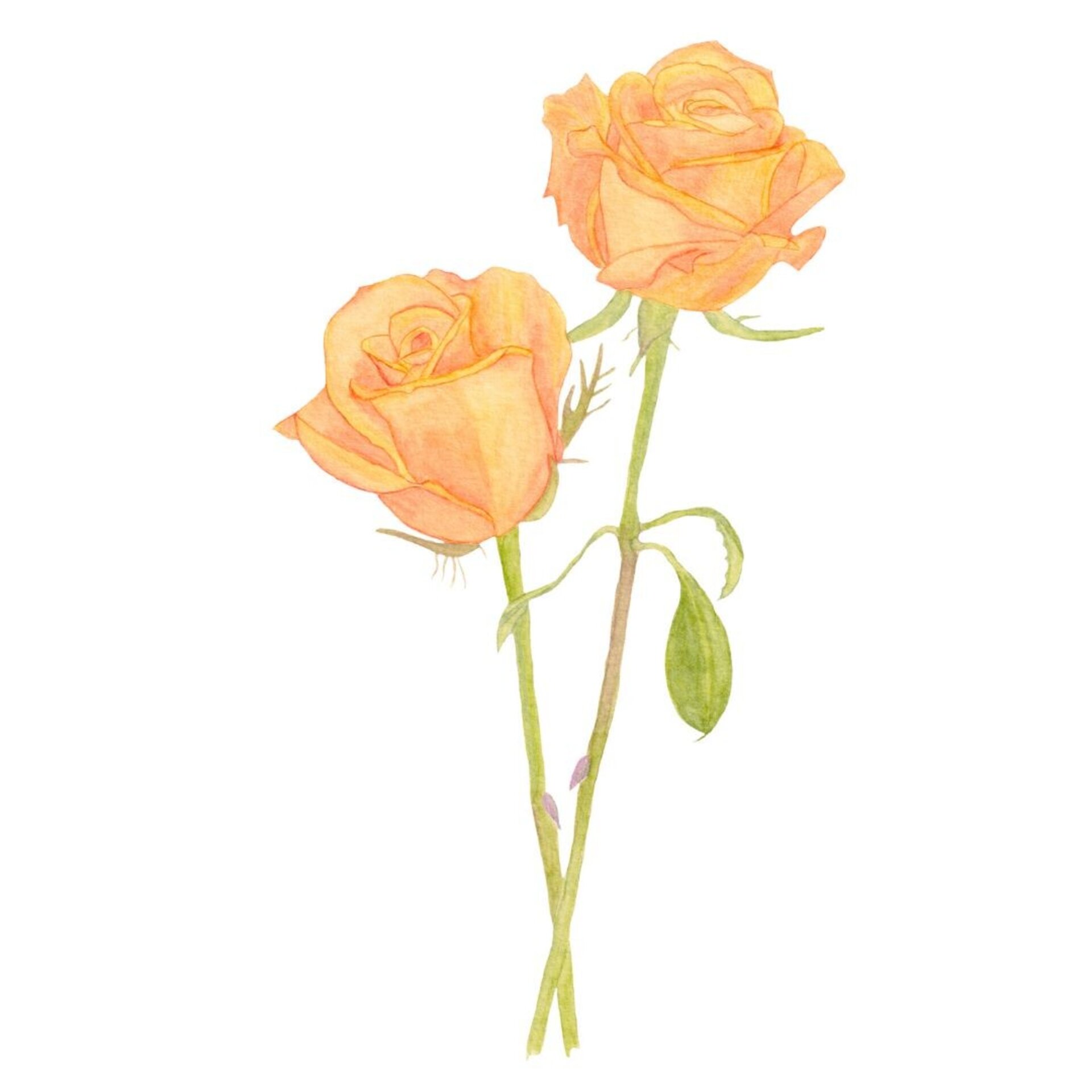 LÁMINA ACUARELA BOTANICA ROSAS - 9